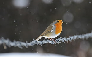 gray and orange bird on barb wire
